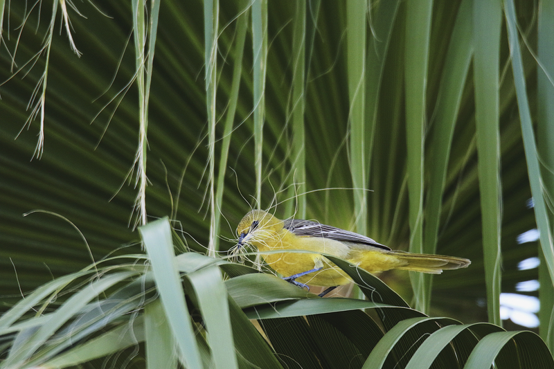 Hooded oriole with fan palm. Canon 7D Mark II with Tamron SP 150-600mm f/5-6.3 Di VC lens; 1/800 second at f/6.3; ISO 1600